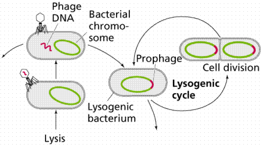 Lon Capa Biological Diversity I