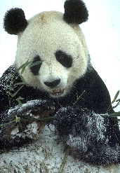 from the National Zoo