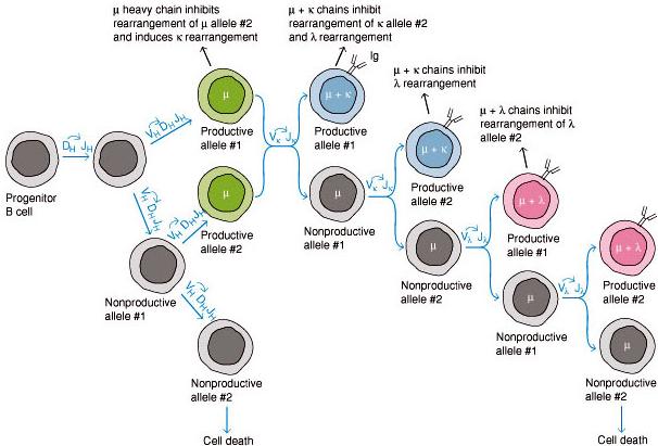 from Immunology by Kuby (W.H. Freeman)