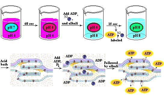 Jagendorf Experiment