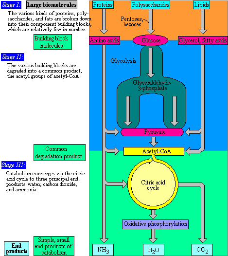 Stages of Catabolism