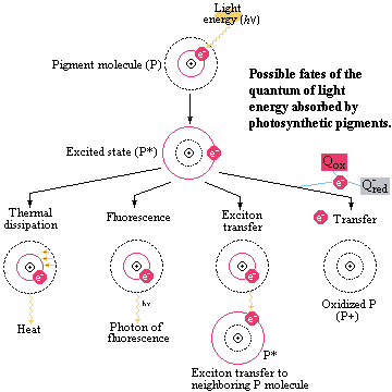 Photoexcitation outcomes