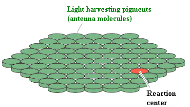 Photosynthetic Unit