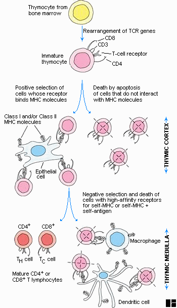 from Immunology by Janis Kuby (W.H. Freeman)