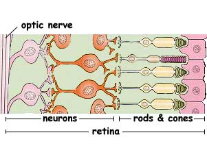 Retina