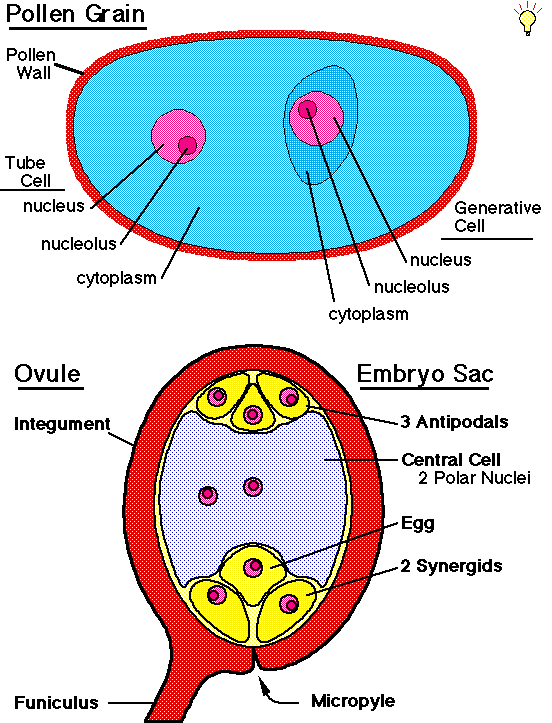 pollen grain diagram