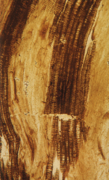 LONCAPA Asteroxylon