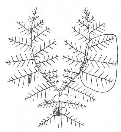 Reconstructie van een Neuropteris-blad