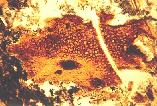 Rottend Rhynia-takje met schimmelsporen