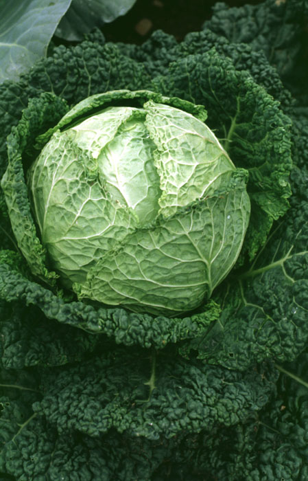 LON-CAPA Savoy Cabbage (Brassica oleracea L. var. sabauda)